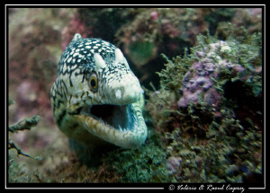 Small but authoritative :-) (Murenae melanotis) by Raoul Caprez 